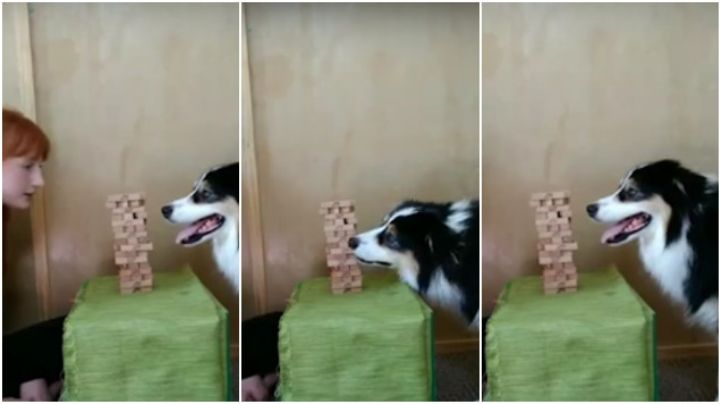 Perrita juega jenga con su amo ¡sin derribar la torre! (VIDEO)