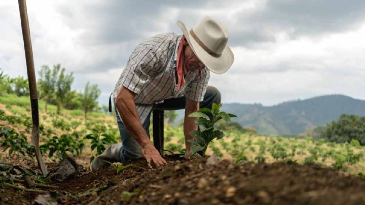 Tarjeta para el Campo Mexiquense: ¿Qué es y cómo acceder a este apoyo de 3 mil pesos?