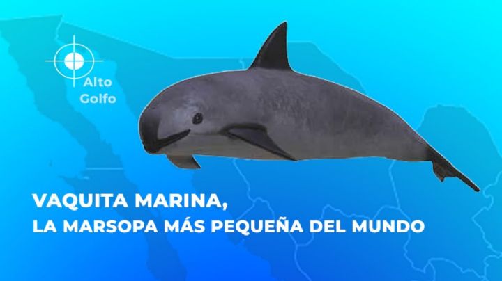 Extinción de la vaquita marina en México: quedan menos de 8 ejemplares