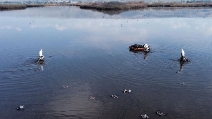 2022, ya "párale": brote de gripe aviar mata a miles de aves en Israel