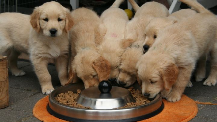 Perritos: ¿qué se le debe dar de comer a los cachorros?