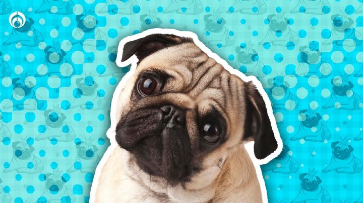 Perritos: Todo lo que debes saber de los Pug