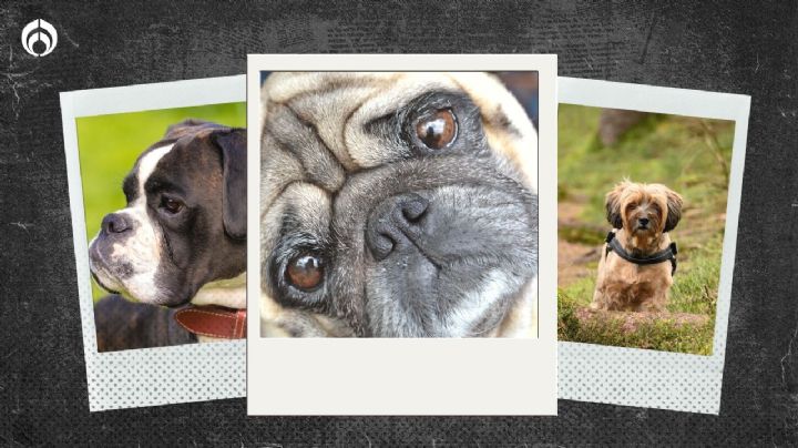 Hipotiroidismo en perritos: Las 3 razas de 'lomitos' en riesgo, ¿está el pug?