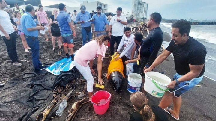  Earth Mission Veracruz: Rescatan a delfín varado en playa de Alvarado