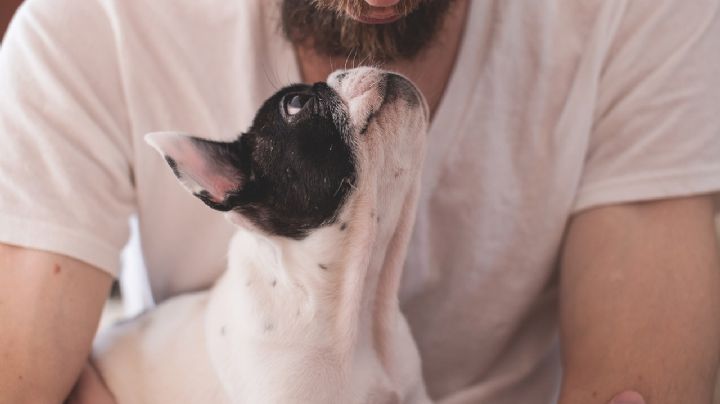 Perritos: ¿cómo sudan? Esta y otras 5 cosas que tal vez no sabías de ellos