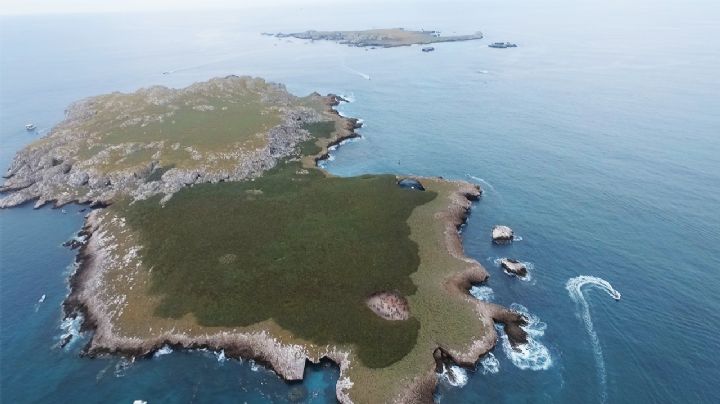 Bellezas naturales, pero... "toxicas" ¿Qué causa las mareas rojas en Bahía de Banderas?