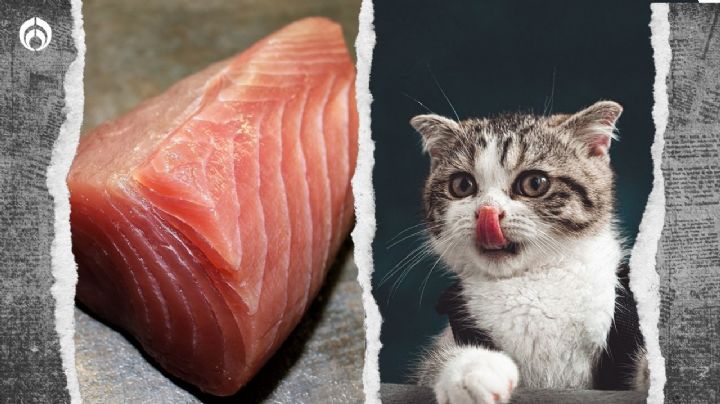 Gatitos: ¿Los 'michis' pueden comer atún?