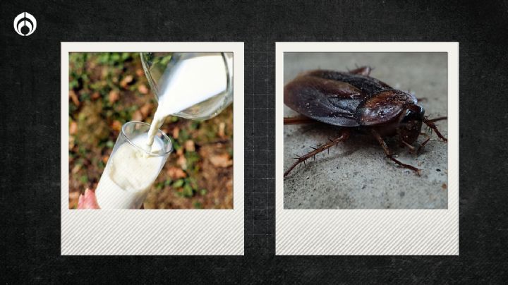 ¿Leche con cucarachas? Esto sabemos sobre las compras para Diconsa