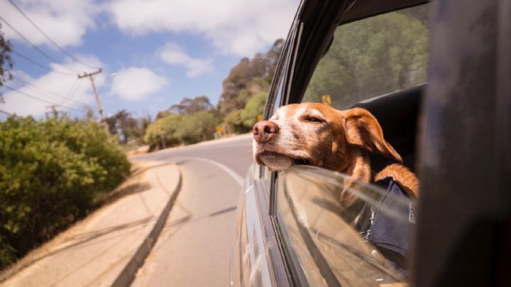 Perritos: Tips de un experto para viajar con tu mascota