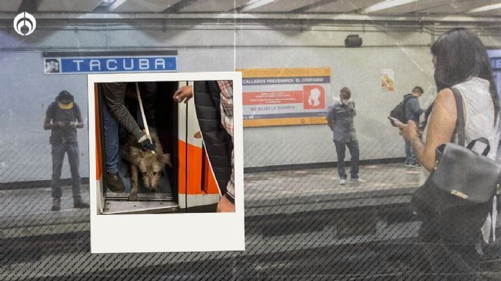 Lío 'perruno' en Metro CDMX: pausan servicio en Línea 2 por rescate de 'lomito'