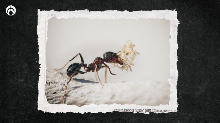 ¿Cuántas hormigas hay en el planeta? 'Muuuchas' más de las que pensabas