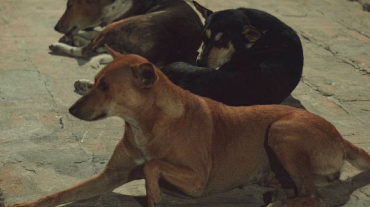 ¿Los perritos pueden ver fantasmas? Esto dice la ciencia