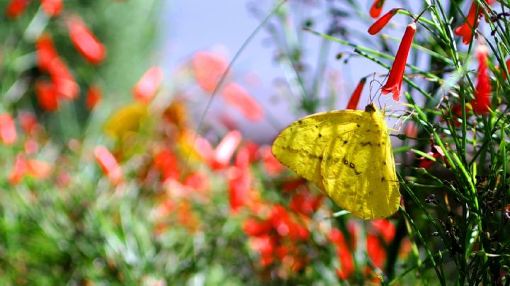 Mariposas en Nuevo León: asesoran investigadores de la UANL en su conservación