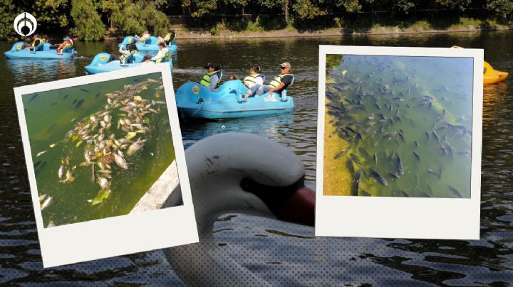 Los peces del Lago de Chapultepec se están muriendo; Gobierno ya investiga las causas