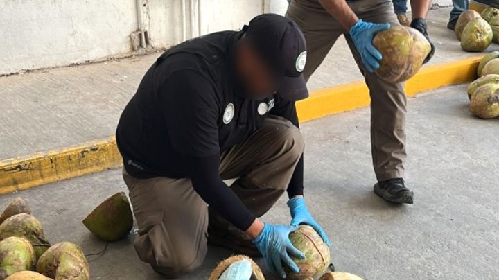 (VIDEO) Se aseguran 300 kilos de fentanilo escondidos en 'cocos'