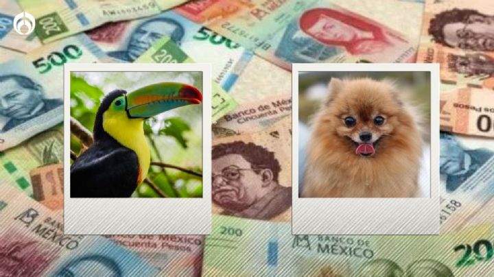 Estas son las mascotas de la clase alta en México