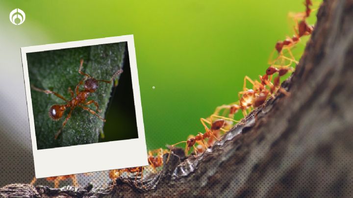¿Cuáles son las hormigas más peligrosas que puede haber en tu casa?