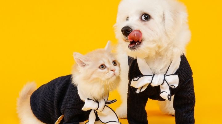 Perritos vs. gatitos: ¿cuáles son más inteligentes? Esto dice la ciencia