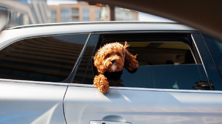 Perritos: este test te ayudará a saber qué tan inteligente es tu 'lomito'