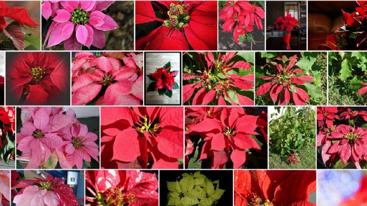 Nochebuena: La flor 'simbólica' de la Navidad que maravilla al mundo