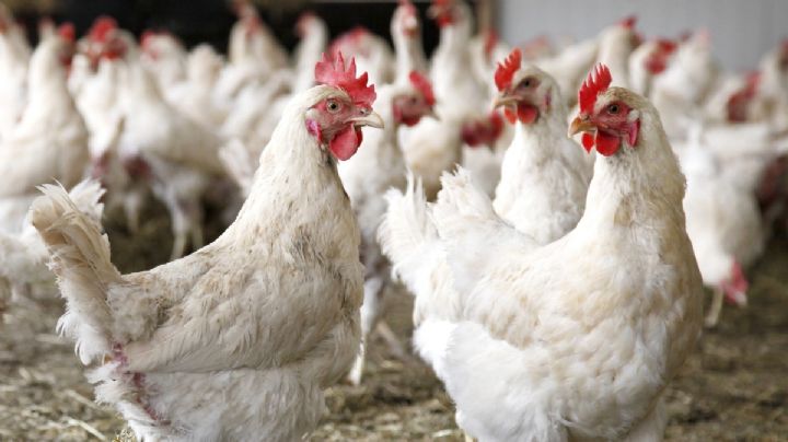 Gripe aviar H5N1: detectan cepa en granja de Montemorelos NL