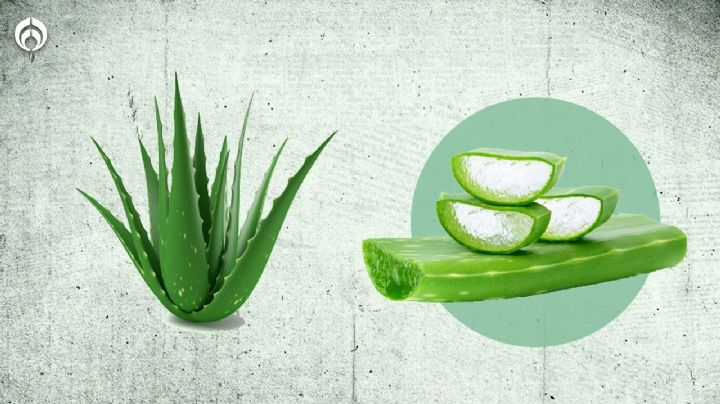 Cuidado de plantas: 5 tips para mantener tu aloe vera o sábila