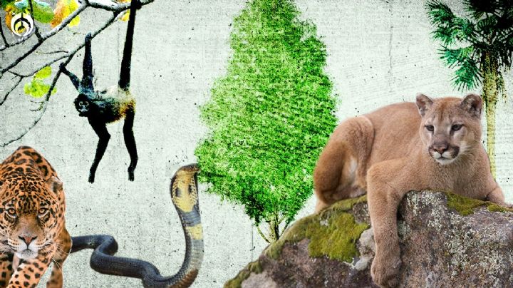 Tren Maya: ¿Cuántos pasos de fauna tendrá y qué especies protegerán?