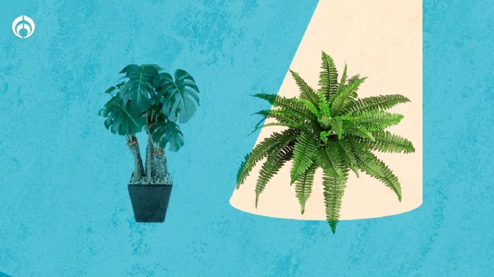 Cuidado de plantas: ¿Cómo saber cuáles son de sombra y cuáles las de Sol?