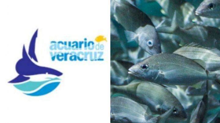 Desaparece Acuario de Veracruz: pasa a manos del Estado con el nombre de “El Aquarium"