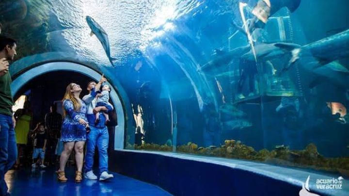 "Aquarium" pasa al pueblo; el martes de cada mes la entrada será gratuita