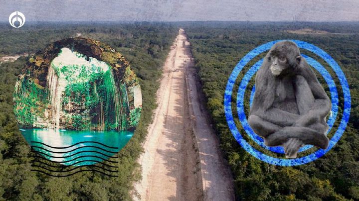 Tren Maya: ¿Cuánto costarían sus daños al ambiente?