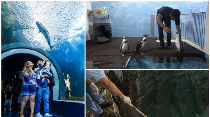 (FOTOS) Acuario de Veracruz: así son las instalaciones de ‘Aquarium’, ahora del Estado