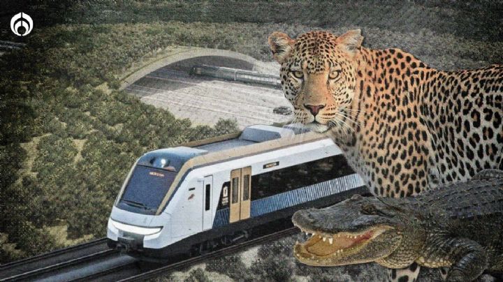 Tren Maya contempla hasta 30 pasos de fauna en el Tramo 5 Sur