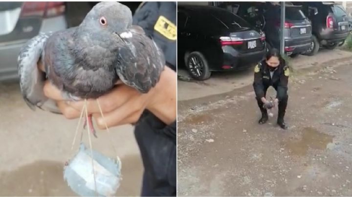 Ver para creer: 'Narcopaloma' detenida por meter mariguana a una cárcel