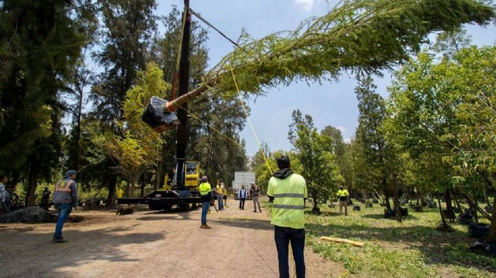 Glorieta del Ahuehuete: Llega a CDMX el nuevo 'huésped' de Reforma (FOTO)