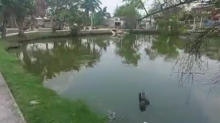 Denuncian vandalismo y daños a la fauna de la laguna los patos en la Unidad Modelo de Tampico.