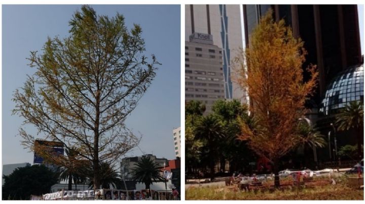 Glorieta del ahuehuete: ¿El árbol está sano o se está secando? Gobierno lo explica