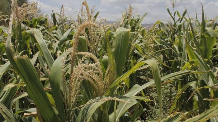 ¡Necesitamos más apoyo! Agricultores piden reactivar centro de investigación