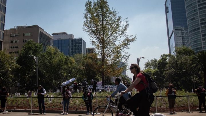 'Ahorita no me hablen': Piden no visitar el ahuehuete de Reforma durante adaptación