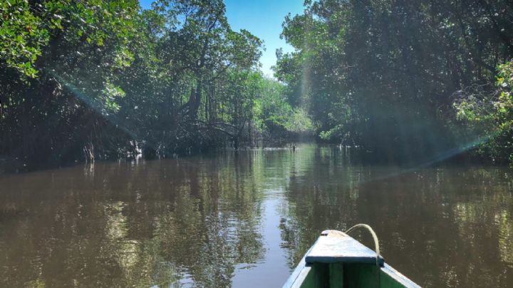 Mangle rojo en Tabasco; considerado un tesoro ambiental único en el mundo