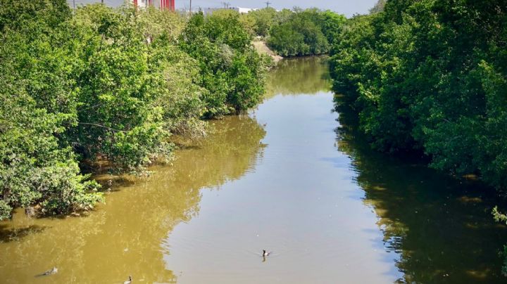 Ecología podría aplicar multas de 20 mil pesos a quienes tiren basura en manglares