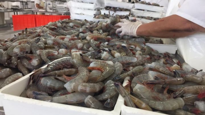 Mujeres empacadoras de camarón buscan ser incluidas en el Programa Bienpesca