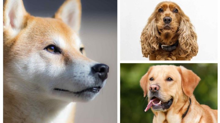 Perritos: las 10 razas consideradas más bellas de ‘lomitos’