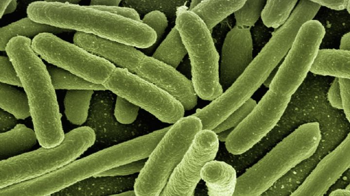 Brote de bacteria misteriosa: ¿qué es la listeria y por qué está generando preocupación?