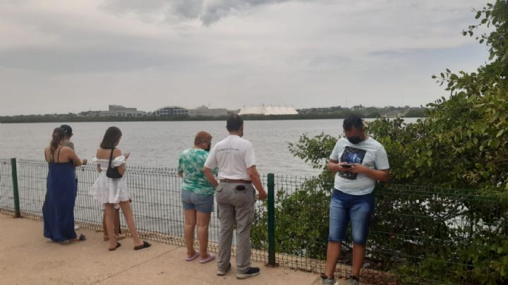 Reportan por primera vez avistamiento de 4 manatíes en Laguna del Carpintero