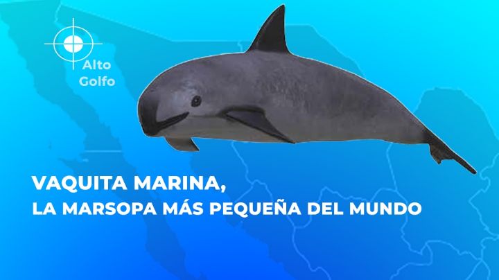 Día Mundial de la Vaquita Marina: 10 curiosidades del mamífero a punto de extinguirse