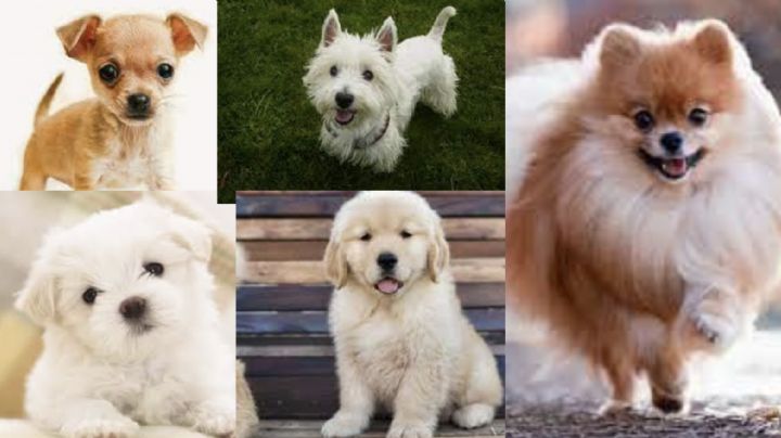 Perritos: las 5 mejores razas para ayudarte a enamorar a tu 'crush'