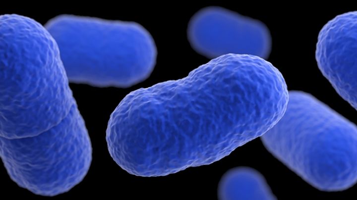 Brote de bacteria misteriosa: prende alarmas la listeria… y ya mató a una persona