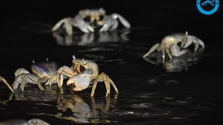 ¿Don Cangrejo eres tú? Cientos de crustáceos invaden la Riviera Veracruzana