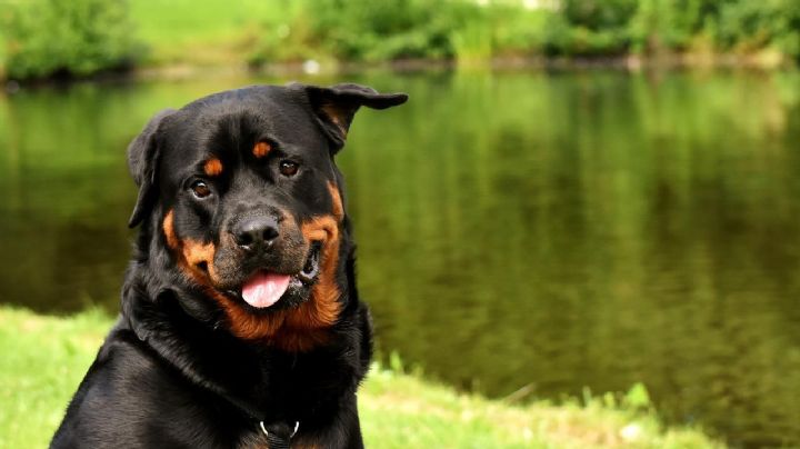 Perritos: Estas son las 11 razas de los más leales del mundo